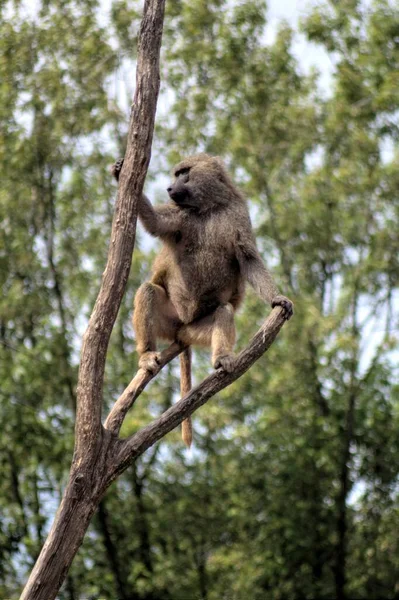 Macaco Realista Árvore Fotografia Colorida — Fotografia de Stock