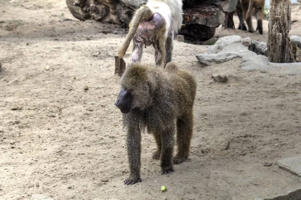 Macaco Realista Árvore Fotografia Colorida — Fotografia de Stock