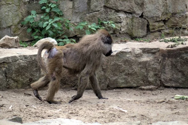 Macaco Realista Árvore Fotografia Colorida — Fotografia de Stock