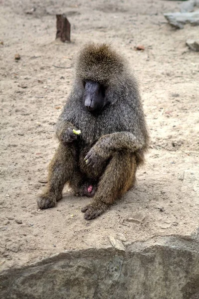 Ρεαλιστική Μαϊμού Δέντρο Πολύχρωμες Φωτογραφίες — Φωτογραφία Αρχείου