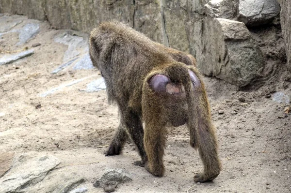 Macaco Realista Árvore Fotografia Colorida — Fotografia de Stock