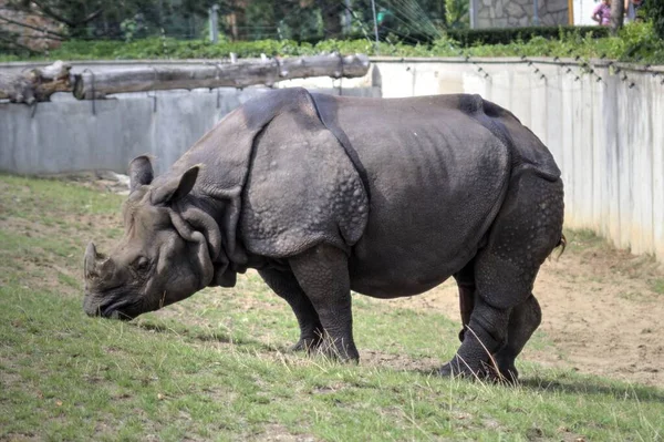 Afrikaanse Savanne Dierlijke Neushoorn Educatieve Zoölogie Illustratie — Stockfoto