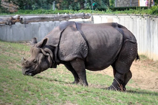 Rinoceronte Animal Sabana Africana Ilustración Zoológica Educativa — Foto de Stock