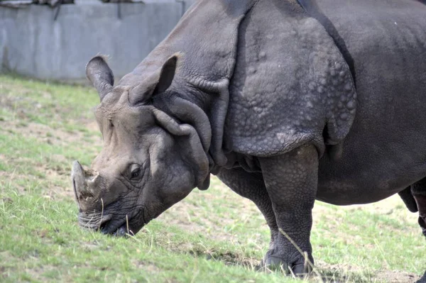 Rinoceronte Animal Sabana Africana Ilustración Zoológica Educativa —  Fotos de Stock