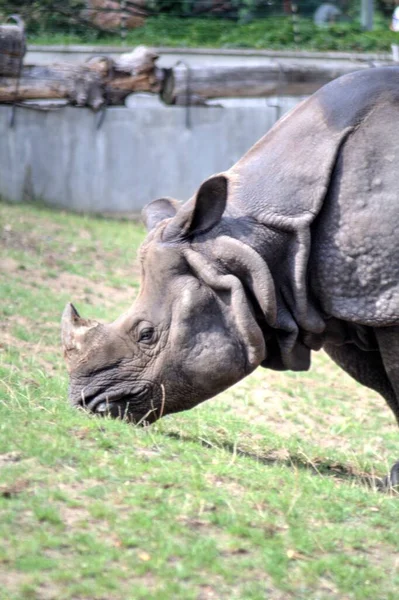 Rinoceronte Animale Della Savana Africana Zoologia Educativa Illustrazione — Foto Stock