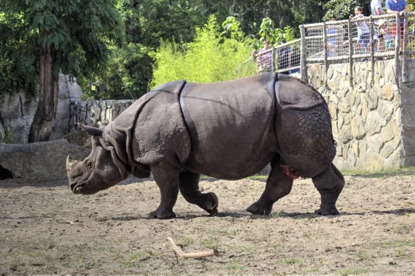 African Savannah Animal Rhinoceros Educational Zoology Illustration — Stock Photo, Image