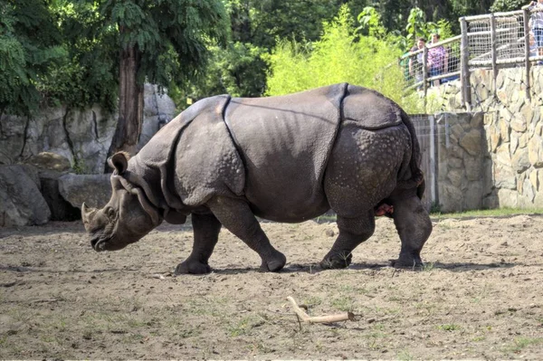 아프리카 사바나 코뿔소 교육용 동물학 — 스톡 사진