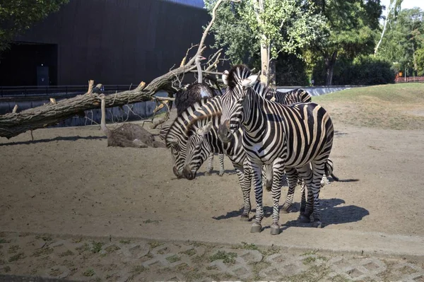 Foto Von Zebra Von Afrikanischem Säugetier — Stockfoto