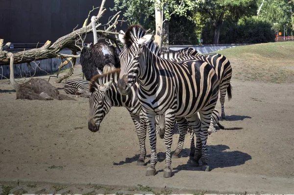 Foto Van Zebra Van Afrikaans Zoogdier — Stockfoto