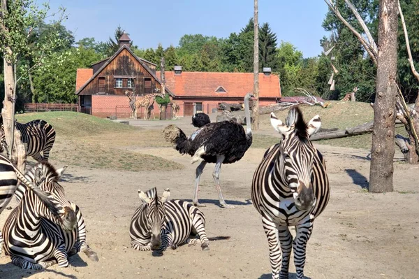 Foto Von Zebra Von Afrikanischem Säugetier — Stockfoto