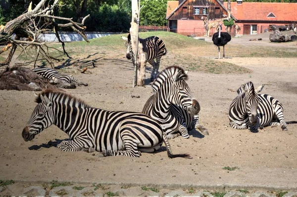 Foto Zebra Afrikanska Däggdjur — Stockfoto