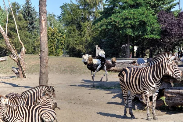 Foto Zebra Mamífero Africano — Fotografia de Stock