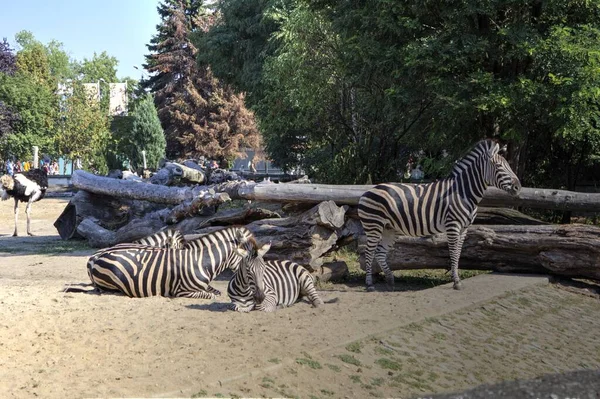 Foto Zebra Mamífero Africano — Fotografia de Stock