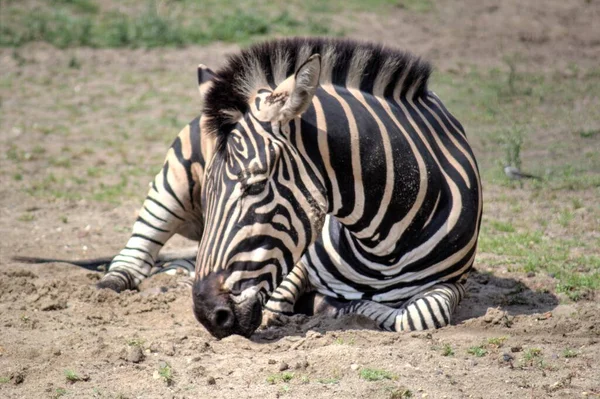 Foto Zebra Mamífero Africano — Fotografia de Stock