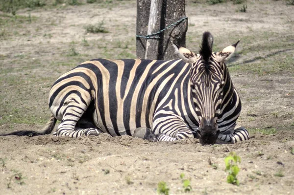 Foto Zebra Mammifero Africano — Foto Stock