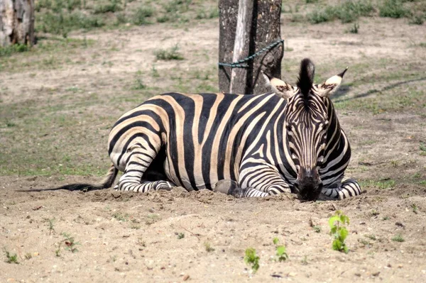 Foto Van Zebra Van Afrikaans Zoogdier — Stockfoto
