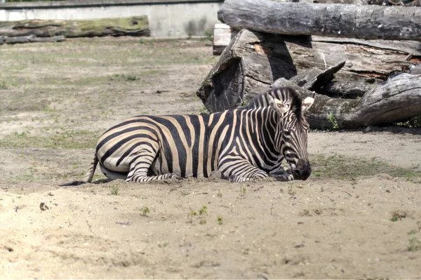 Foto Van Zebra Van Afrikaans Zoogdier — Stockfoto