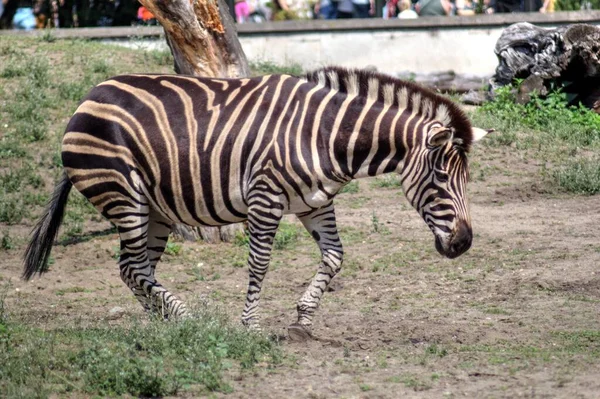 Foto Zebra Mammifero Africano — Foto Stock