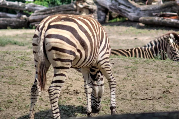 Foto Zebra Mammifero Africano — Foto Stock