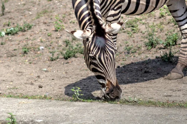 Foto Zebra Afrikanska Däggdjur — Stockfoto