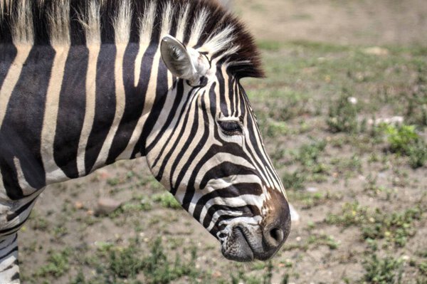 Photo of Zebra of african mammal