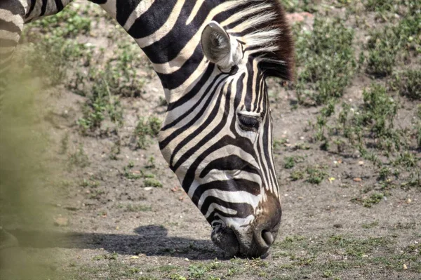 Foto Zebra Mammifero Africano — Foto Stock
