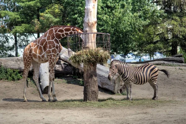 Photo Zebra African Mammal — Stock Photo, Image