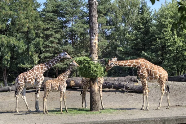 Fotokunst Tier Ansicht Der Giraffe — Stockfoto