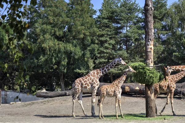 Photo Art Animal View Giraffe — Stock Photo, Image