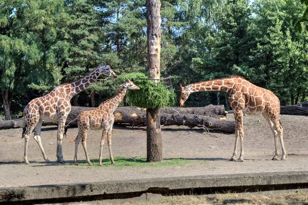 Fotokunst Tier Ansicht Der Giraffe — Stockfoto
