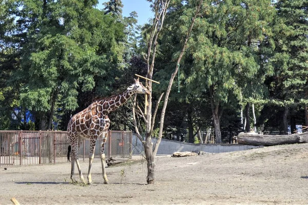 Fotokunst Tier Ansicht Der Giraffe — Stockfoto