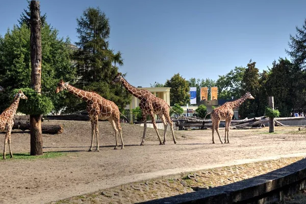 Фотоарт Животное Вид Жирафа — стоковое фото