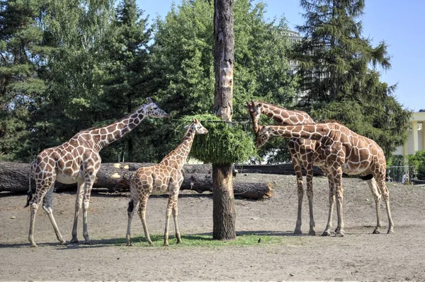 Fotokunst Tier Ansicht Der Giraffe — Stockfoto