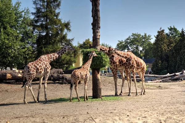 Фотоарт Животное Вид Жирафа — стоковое фото