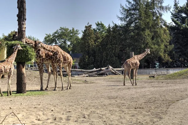 Photo Art Animal View Giraffe — Stock Photo, Image