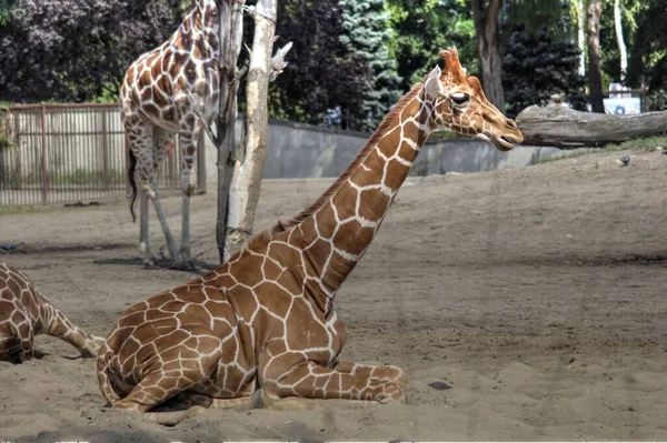 Fotokunst Tier Ansicht Der Giraffe — Stockfoto