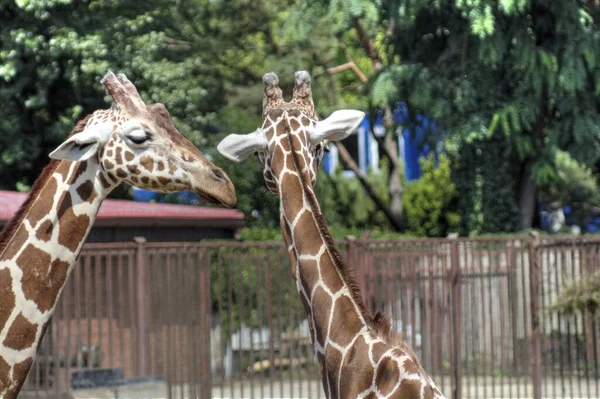 Photo art animal, view of giraffe