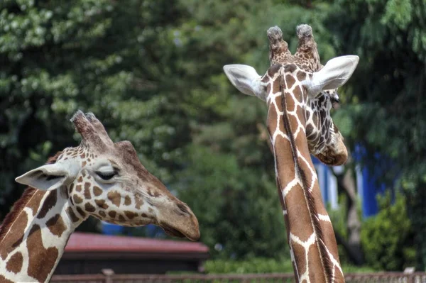 Fotokunst Tier Ansicht Der Giraffe — Stockfoto