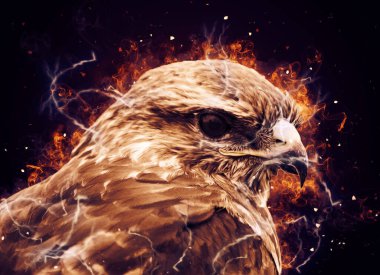 Falcon, arka plan illüstrasyonuna el çizimi ve boya rengi, şahin klasik retro