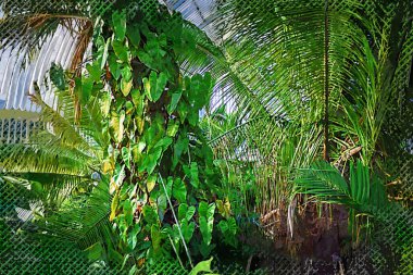İlkbaharda Kew Botanik Bahçeleri 'nde sera, Londra, İngiltere