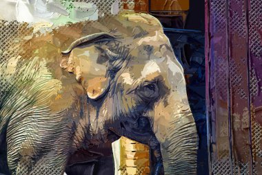 Fil fotoğrafçılığı hayvanat bahçesi klasik ormanı.