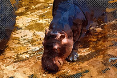 Hippo fotogrpahy sanat eseri hayvanat bahçesi manzarası