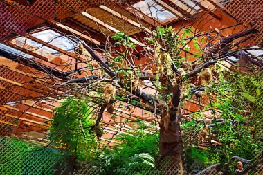 Zemin kırsal yolun ortasında tropikal orman