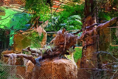 Zemin kırsal yolun ortasında tropikal orman