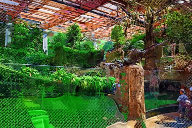 Zemin kırsal yolun ortasında tropikal orman