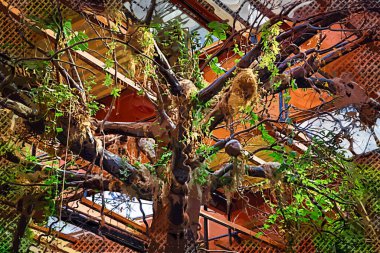 Zemin kırsal yolun ortasında tropikal orman