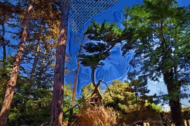 Zemin kırsal yolun ortasında tropikal orman