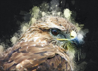 Falcon, arka plan illüstrasyonuna el çizimi ve boya rengi, şahin klasik retro