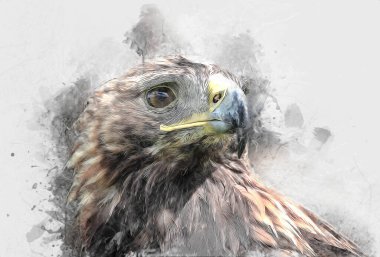 Kel kartal el çizimi ve beyaz arkaplan çizimi üzerine çullanır