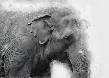 Fil sanatı illüstrasyonu eski moda.